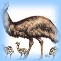 Emu