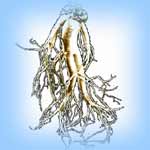 Cheong Kwan Jang  6 years old red ginseng roots